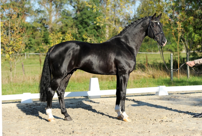 Hampton, Hanoverian stallion