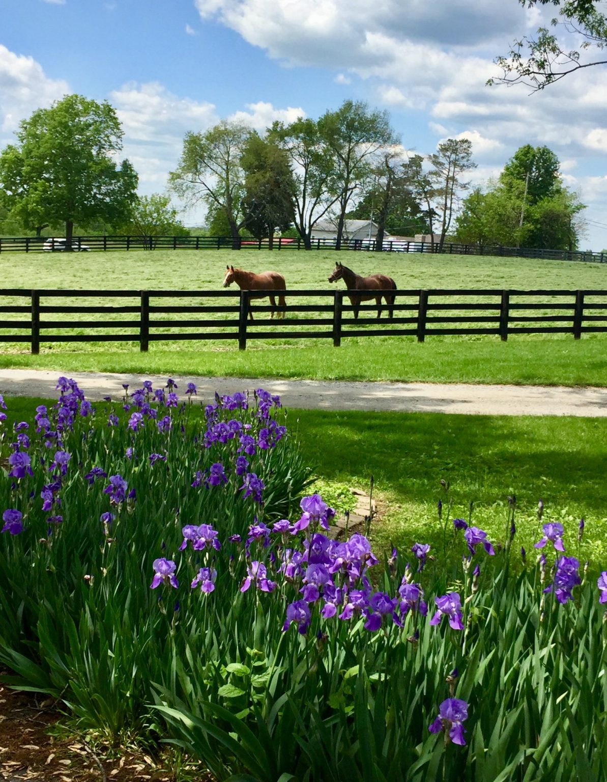 About Us Bridlewood Farm